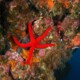 picture of Hacelia attenuata