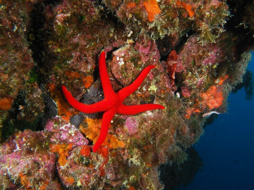 Hacelia attenuata