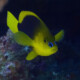 picture of Hypoplectrus guttavarius