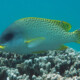 picture of Plectorhinchus gaterinus