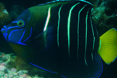 Pomacanthus chrysurus Pomacanthidae