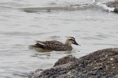Anas zonorhyncha Anatidae