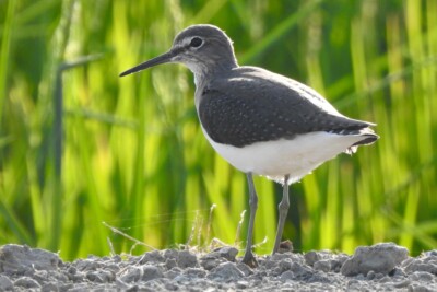 Tringa ochropus Scolopacidae