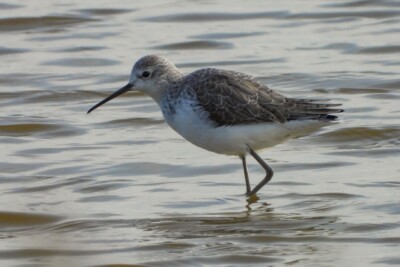 Tringa stagnatilis Scolopacidae