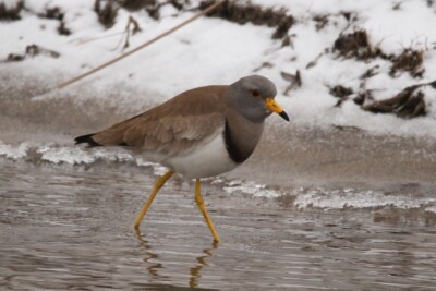 Vanellus cinereus Charadriidés