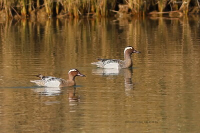 Anas querquedula Anatidae