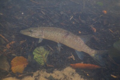 Esox aquitanicus Esocidae