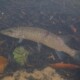 picture of Esox aquitanicus
