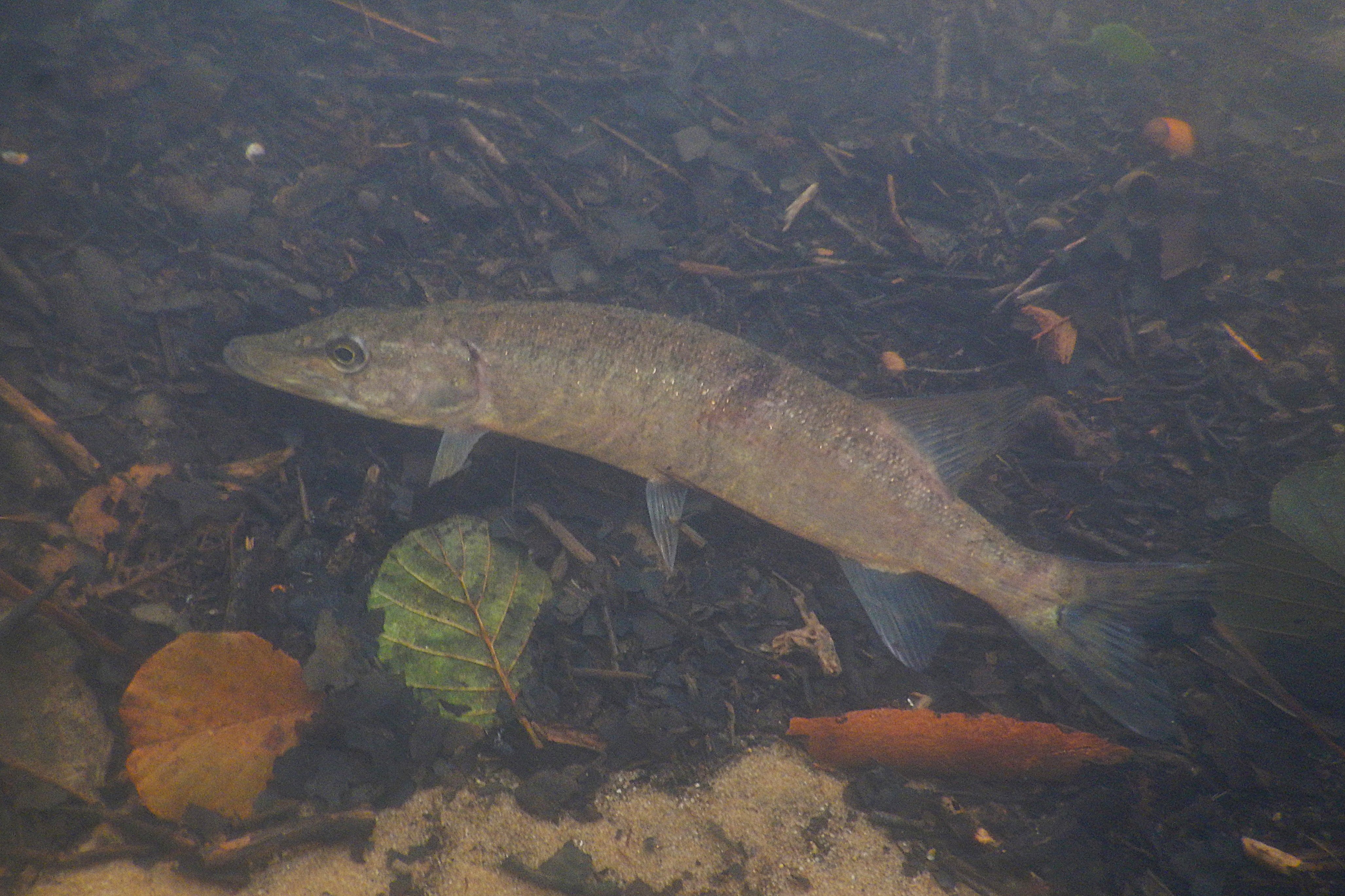 Esox aquitanicus