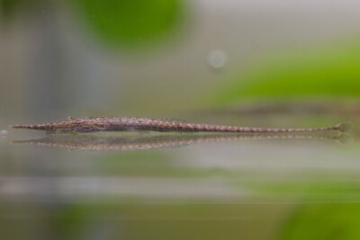 Acestridium colombiense Loricariidae