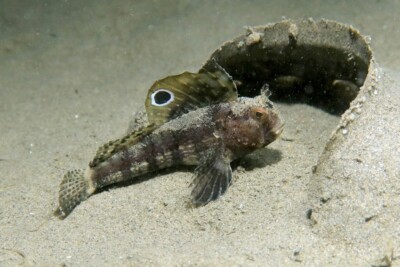 Blennius ocellaris Blenniidae