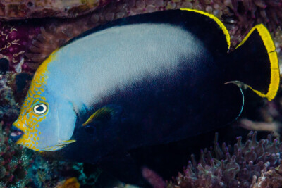 Chaetodontoplus melanosoma Pomacanthidae