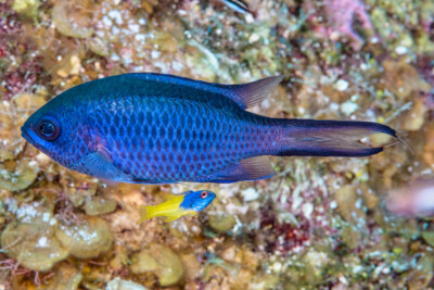 Chromis cyanea Pomacentridae