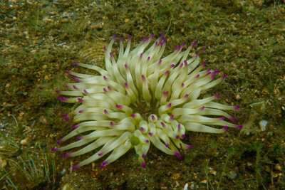 Condylactis aurantiaca Actiniidae