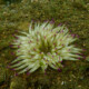 picture of Condylactis aurantiaca