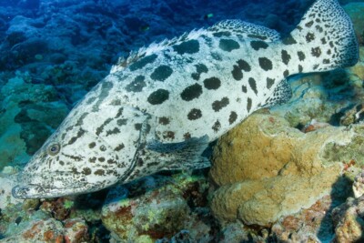 Epinephelus tukula Serranidae