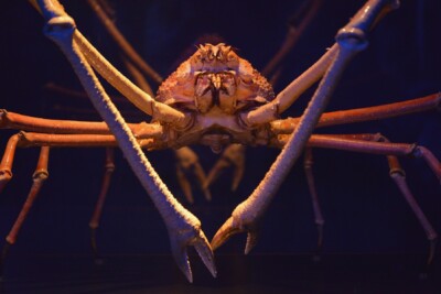 Espèce : cangrejo gigante japonés