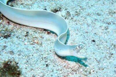 Espèce : Pseudechidna brummeri