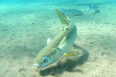Mugil cephalus Mugilidae