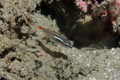 Ostorhinchus parvulus Apogonidae