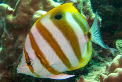 Parachaetodon ocellatus Chaetodontidae