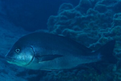 Plectorhinchus mediterraneus Haemulidae