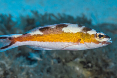Serranus tabacarius Serranidae