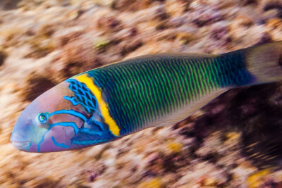 Thalassoma hebraicum Labridae