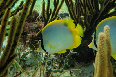 poisson-papillon à bande noire Chaetodontidae