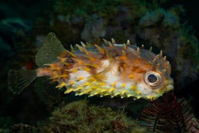 Cyclichthys orbicularis Diodontidae