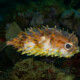 picture of Cyclichthys orbicularis