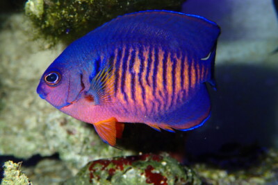 Centropyge bispinosa Pomacanthidae