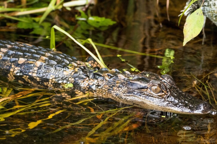 Alligator mississippiensis - Alligator d'Amérique