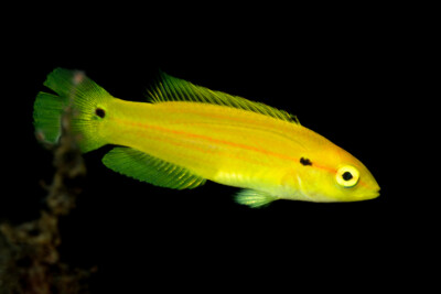 Bodianus bimaculatus Labridae