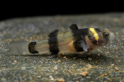 Brachygobius doriae Gobiidae
