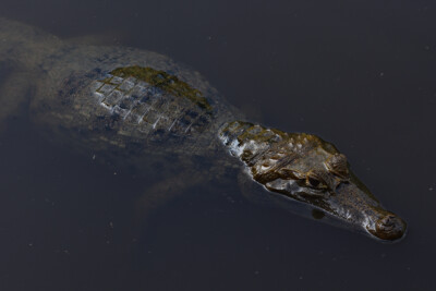 Caimán de anteojos Alligatoridae
