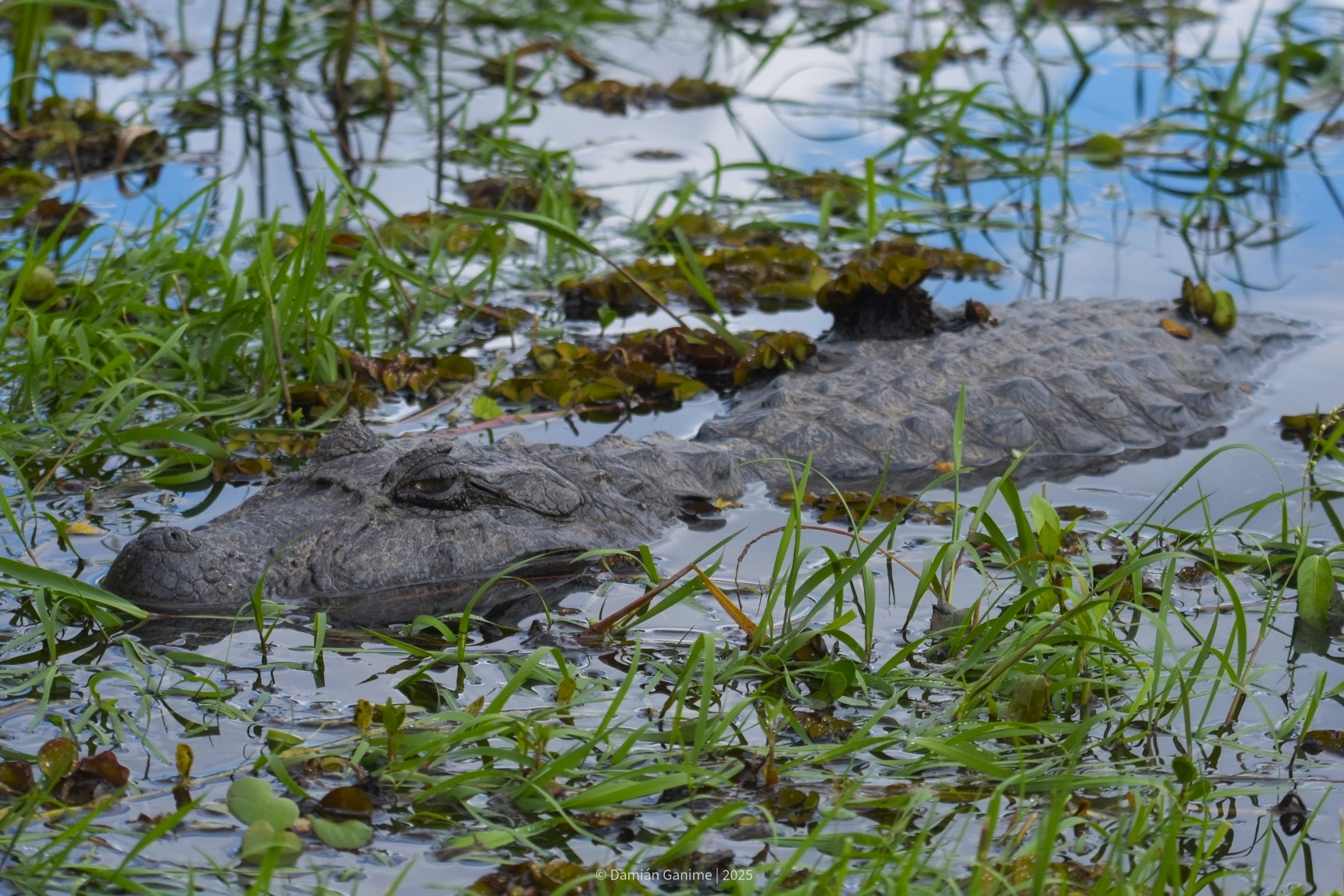 Caiman latirostris