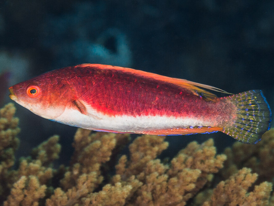 Cirrhilabrus filamentosus