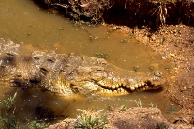 Caimán del Orinoco Crocodylidae