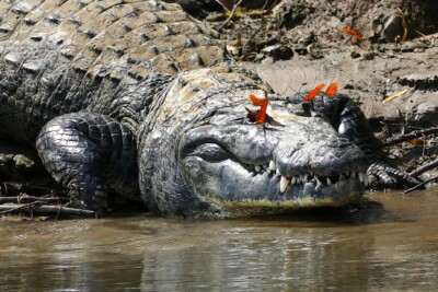 Cocodrilo de Morelet Crocodylidae