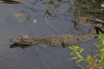 Cocodrilo cubano Crocodylidae
