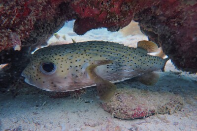 pez erizo moteado Diodontidae