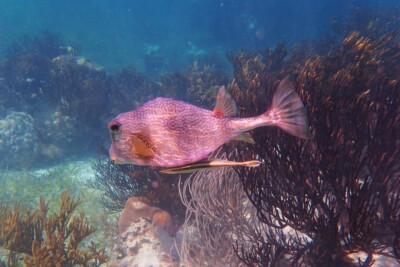 chapín búfalo Ostraciidae