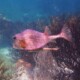 picture of Lactophrys trigonus