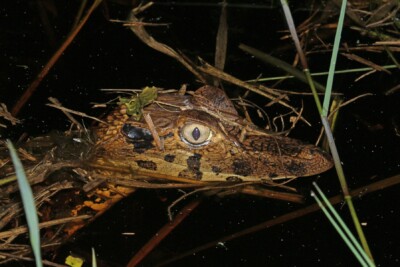 Caimán negro Alligatoridae