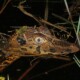 picture of Melanosuchus niger