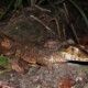 picture of Paleosuchus trigonatus