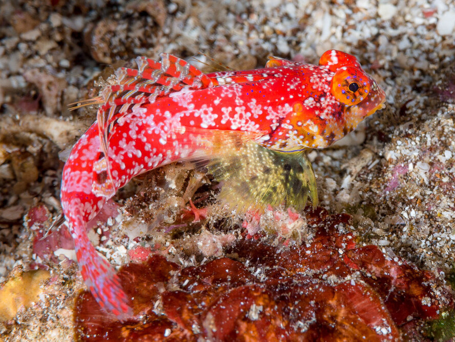 Synchiropus moyeri