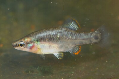 picote Goodeidae