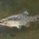picture of Zoogoneticus quitzeoensis